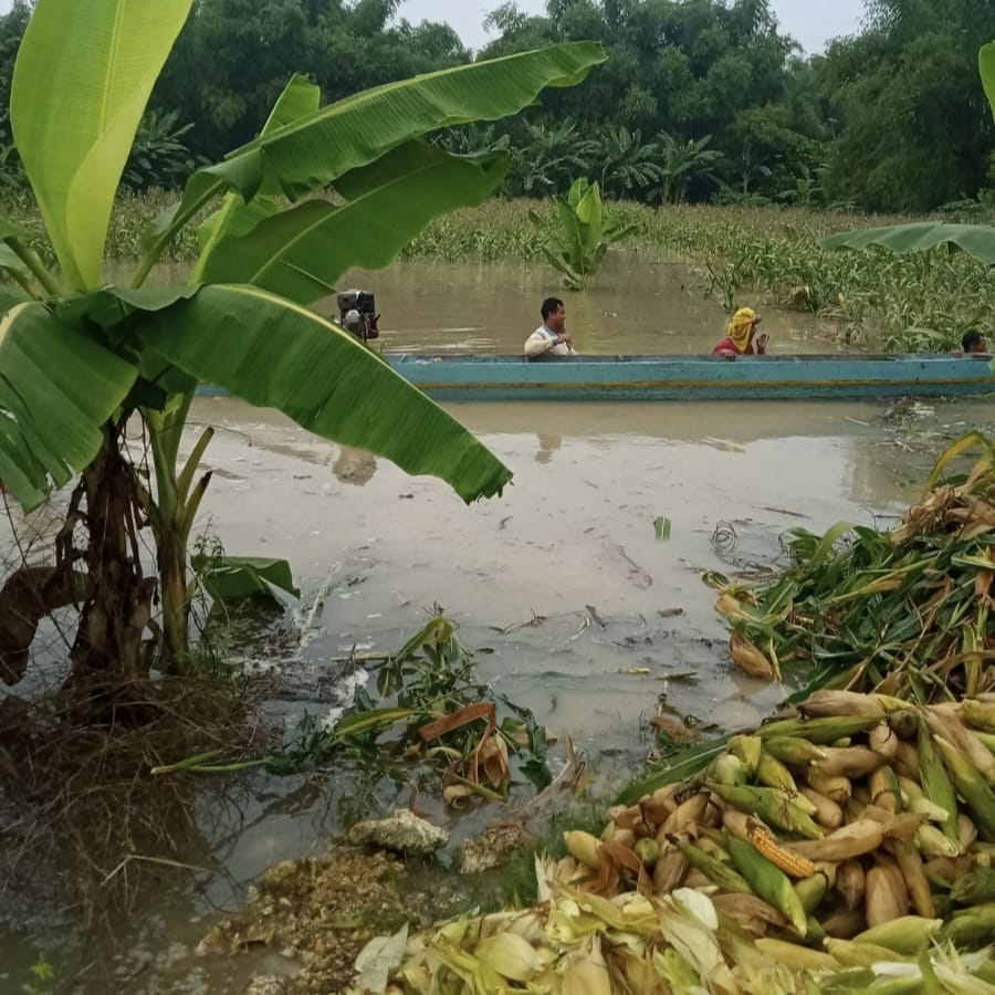 Terendam Banjir, Tanaman Jagung di Tuban Dipanen Dini