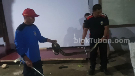 Ular Piton 2,5 Meter Usik Warga Tuban, Masuk Kandang dan Memangsa Ayam