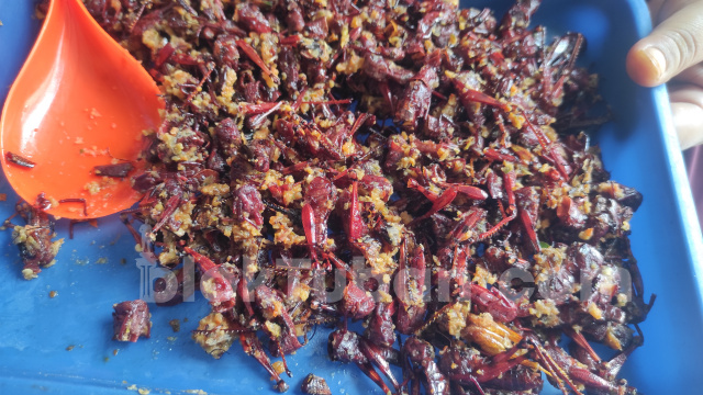 Icip Kelezatan Belalang Goreng Pedas Khas Tuban, Yuk Intip Resep dan Cara Masaknya