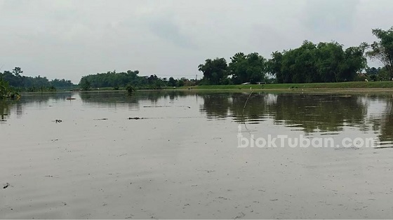 Air Bengawan Solo Meluap, Ratusan Hektare Sawah di Tuban Terendam Banjir