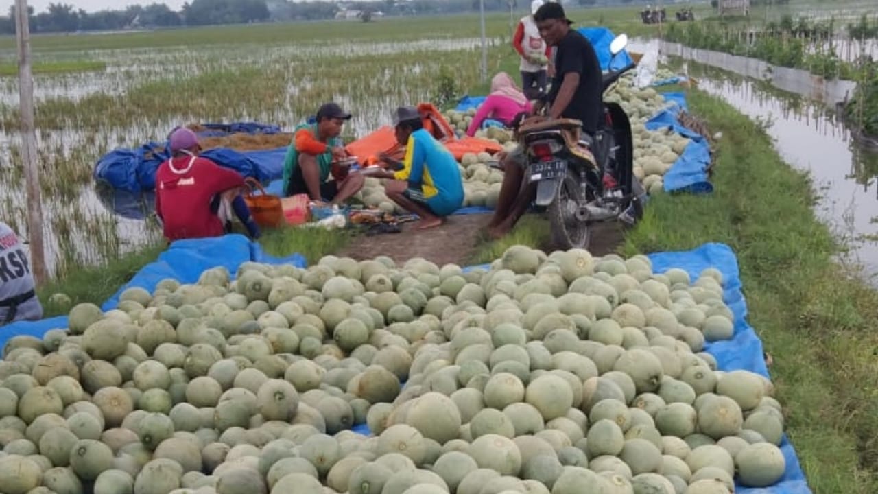 Banjir Rendam Lahan Petani Melon di Tuban, Kerugian Capai Miliaran Rupiah