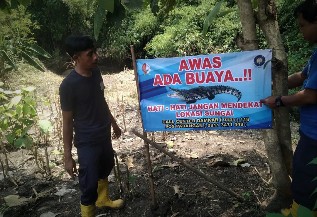 Fenomena Unik di Bojonegoro, Lebih dari 10 Buaya Berkeliaran di Sungai Bengawan Solo