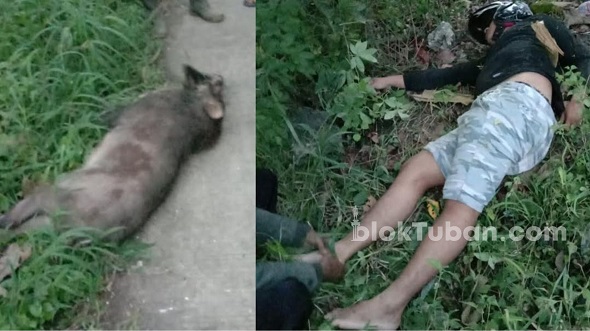 Kaget Ada Celeng Nyebrang Jalan, Pemotor di Tuban Terluka Jatuh dari Motor