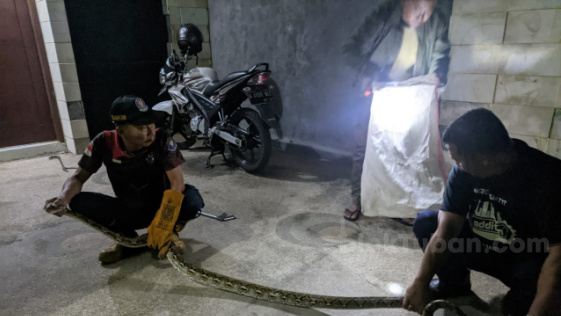 Ular Piton Sepanjang 3,5 Meter Resahkan Warga Dievakuasi Damkar Tuban