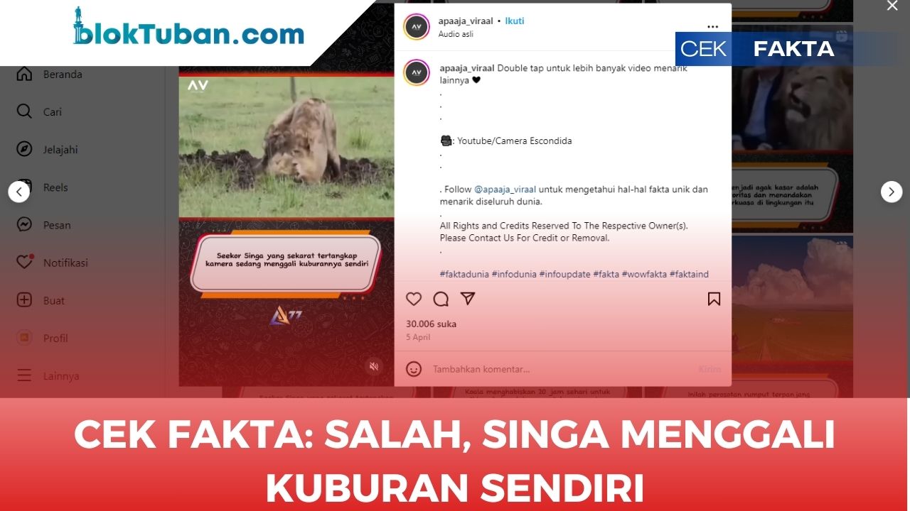 CEK FAKTA: SALAH, Singa Menggali Kuburannya Sendiri