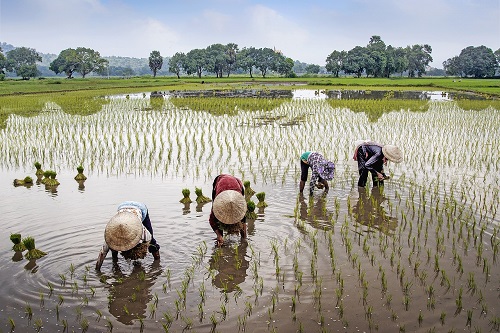 Peran Penting Pertanian Bagi Kehidupan Kita