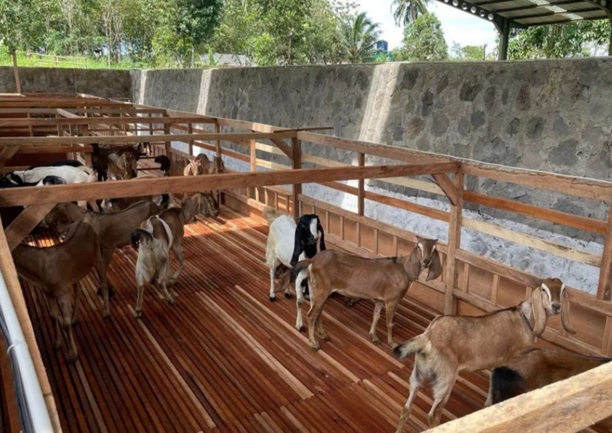 Cek Harga Kambing Jenis Etawa, Jawa Randu, dan Gibas Terbaru di Tuban