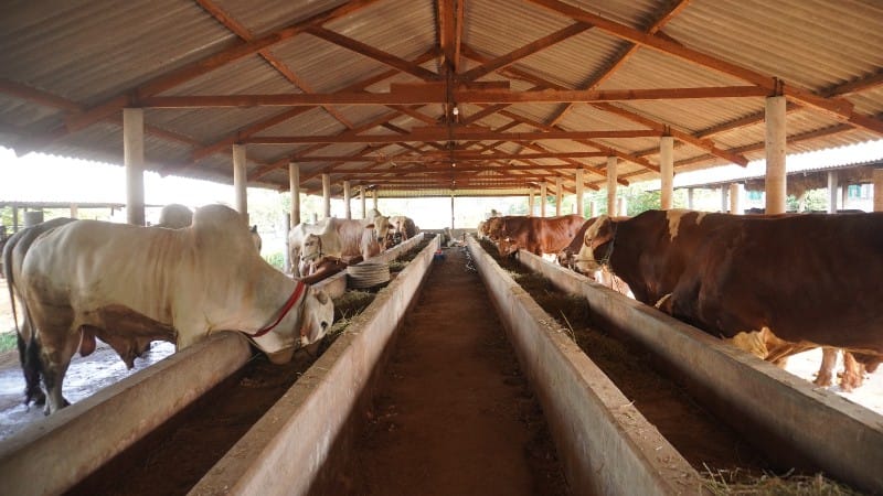 Pengawasan Ketat, Hewan Kurban di Jatim Harus Sehat dan Bersertifikat