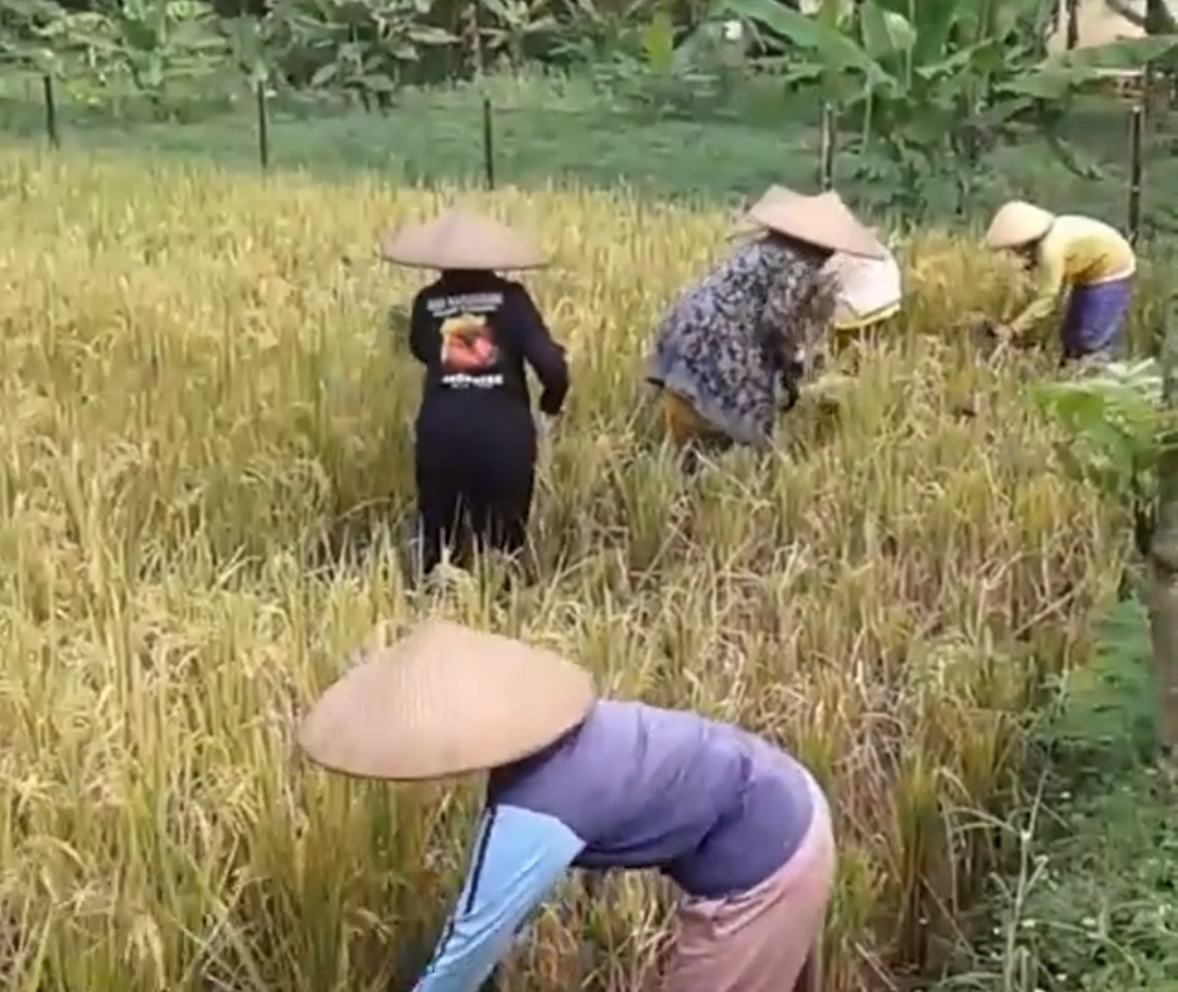 Padi Jadi Fokus Utama Pertanian di Tuban Tahun 2025