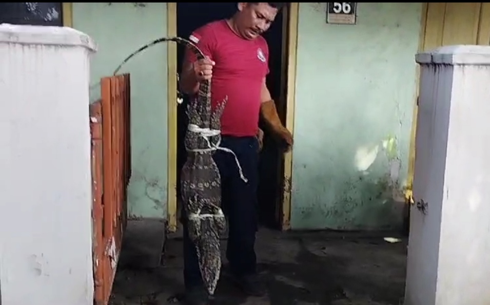 Heboh, Biawak Masuk Sumur di Tuban