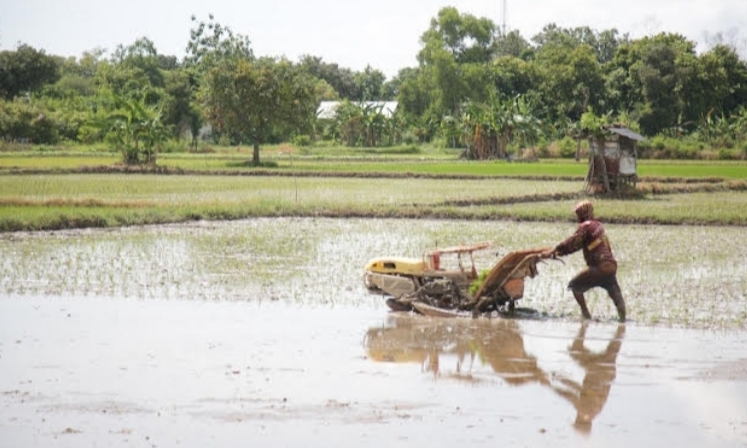8.600 Hektare Lahan di Tuban Sudah Ditanami Padi