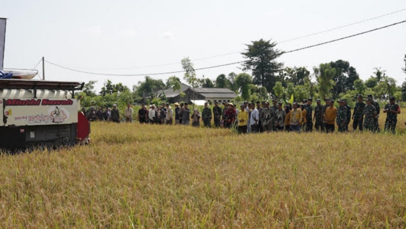 Dulu Rp7.000 di Tuban Kini Gabah Anjlok, Bulog Bojonegoro Sudah Lampaui Target Serapan
