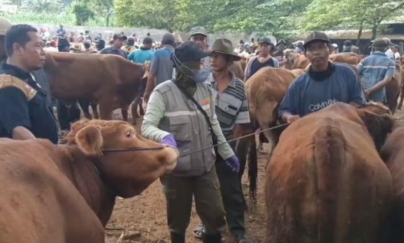 Berburu Sapi Kurban di Tuban, Siap-Siap Rogoh Kocek Rp 26 Juta!