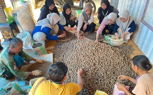 Potensi Kentang Hitam Hargoretno Dikembangkan Melalui Program KKN...