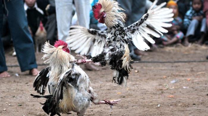 Akibat Judi Berkedok Sabung Ayam, 7 Orang Dibekuk Polres Tuban