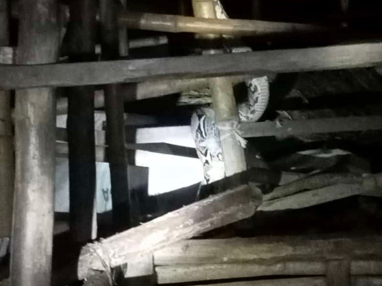 Lagi, Ular Piton Sembunyi di Kandang Ayam Tuban Dievakuasi
