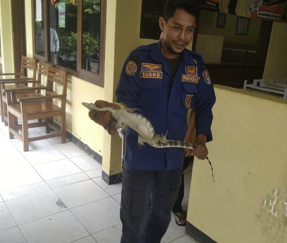 Pegawai Kecamatan Jatirogo Tuban Diteror Biawak