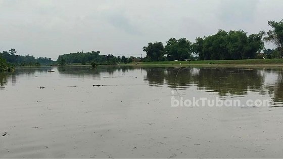 Air Bengawan Solo Meluap, Ratusan Hektare Sawah di Tuban Terendam Banjir