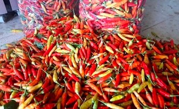 Harga Cabai di Tuban Terus Turun, Terendah Rp35.000/Kg