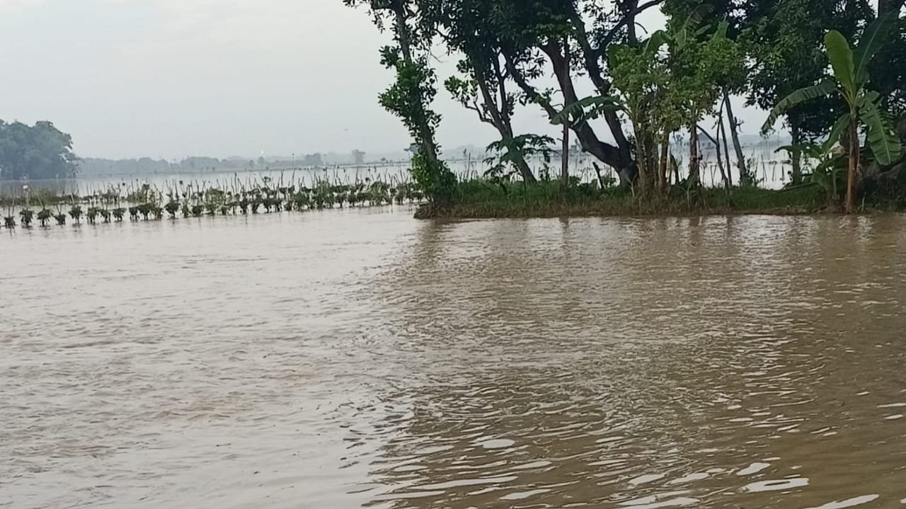 Petani Desa Kanorejo Tuban Terdampak Banjir, Tanaman Padi dan Cabai Terendam Lagi