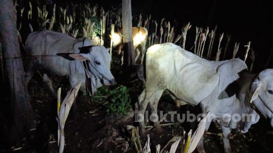 Aksi Pencurian 3 Ekor Sapi Milik Warga Tuban Berhasil Digagalkan