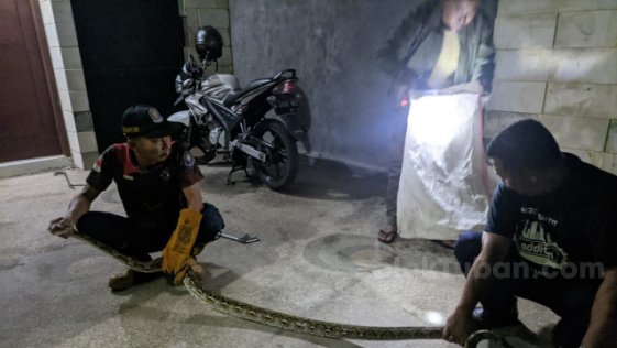 Ular Piton Sepanjang 3,5 Meter Resahkan Warga Dievakuasi Damkar Tuban