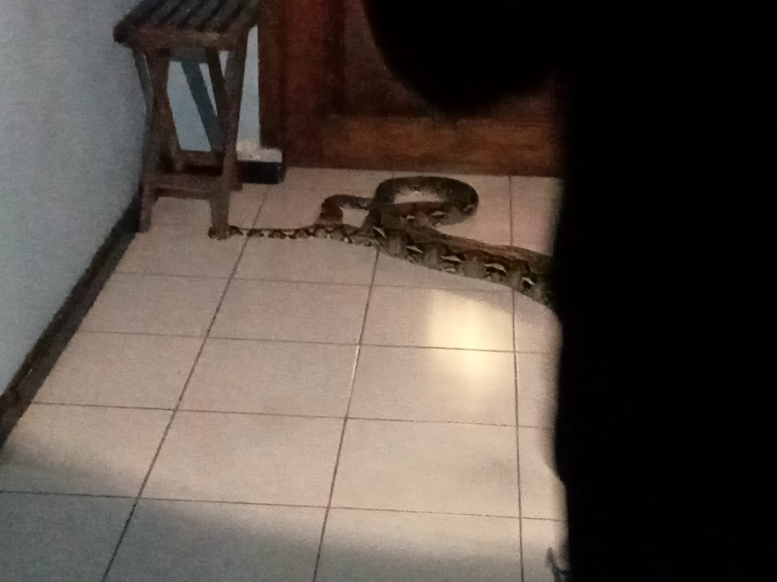 Hotel di Tuban Diteror Ular Piton Saat Sahur