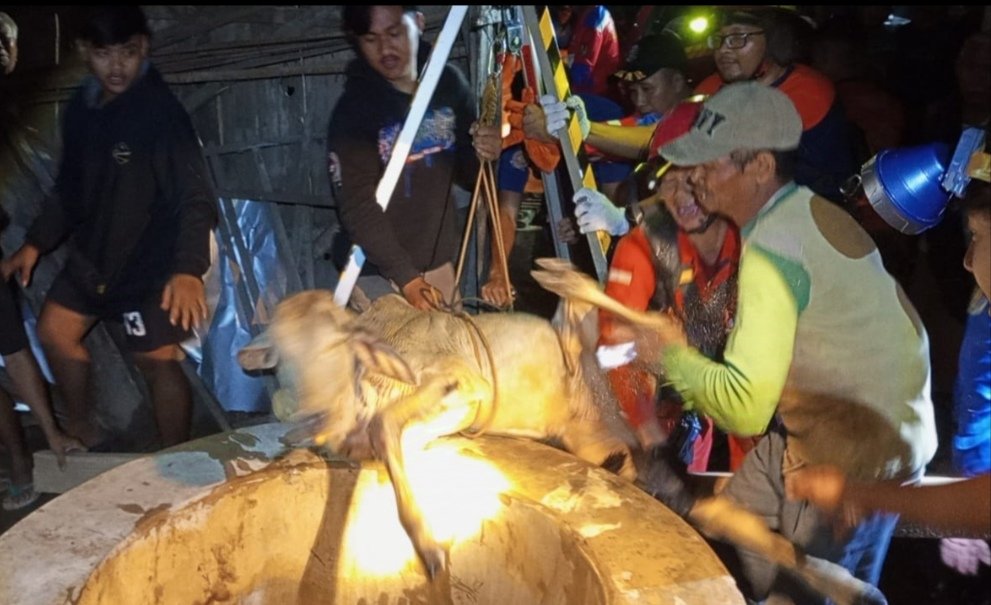 Evakuasi Dramatis, Sapi Tercebur Sumur di Tuban Berhasil Diselamatkan Setelah 3 Jam