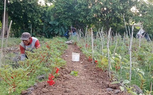 Petani Sampar Banyu di Mandirejo Raup Jutaan Rupiah dari Tradisi Nyekar